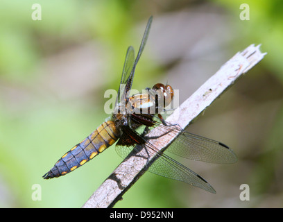 Macro dettagliate shot dei maschi di ampia corposi Chaser (Libellula depressa) in posa su di un ramo Foto Stock