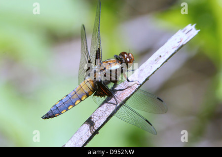 Macro dettagliate shot dei maschi di ampia corposi Chaser (Libellula depressa) in posa su di un ramo Foto Stock