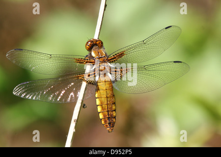 Macro dettagliate shot femminile di ampia corposo Chaser (Libellula depressa) Foto Stock