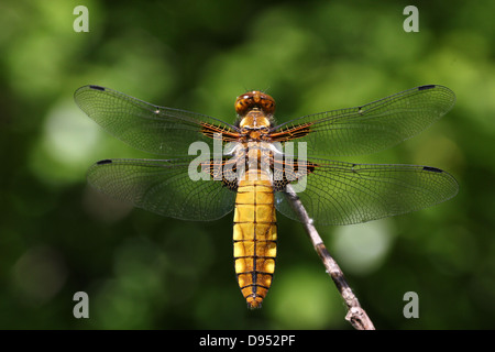 Macro dettagliate shot femminile di ampia corposo Chaser (Libellula depressa) Foto Stock