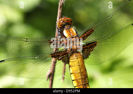 Macro dettagliate shot femminile di ampia corposo Chaser (Libellula depressa) Foto Stock