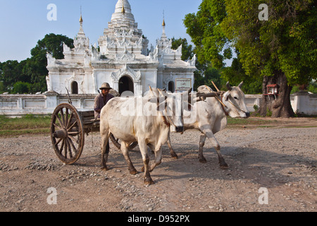 OX CART e santuario buddista in INWA storico che è servita come regni birmani di capitale per 400 anni - Myanmar Foto Stock