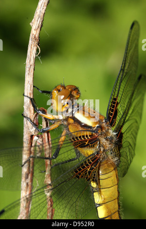 Macro dettagliate shot femminile di ampia corposo Chaser (Libellula depressa) Foto Stock