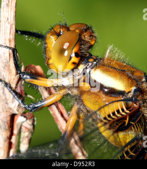 Macro dettagliate shot femminile di ampia corposo Chaser (Libellula depressa) Foto Stock