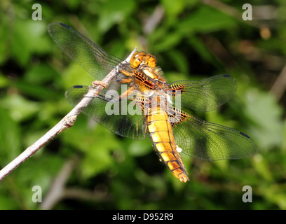 Macro dettagliate shot femminile di ampia corposo Chaser (Libellula depressa) Foto Stock