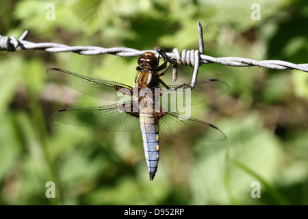 Macro dettagliate shot dei maschi di ampia corposi Chaser dragonfly (Libellula depressa) in posa sul filo spinato Foto Stock