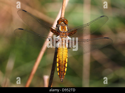 Macro dettagliate shot femminile di ampia corposo Chaser (Libellula depressa) Foto Stock