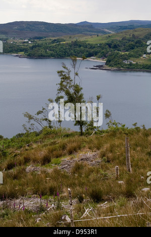 Abbattimento degli alberi per creare foreste miste Loch Na Dal Sleat Isola di Skye in Scozia Foto Stock