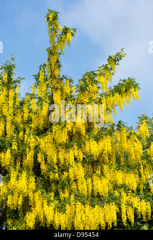 Il maggiociondolo anagyroides, maggiociondolo, Inghilterra, Giugno Foto Stock