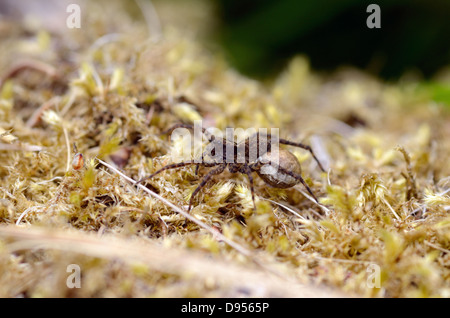 Pardosa amentata macchiato o Wolf spider con sacco di uovo Foto Stock