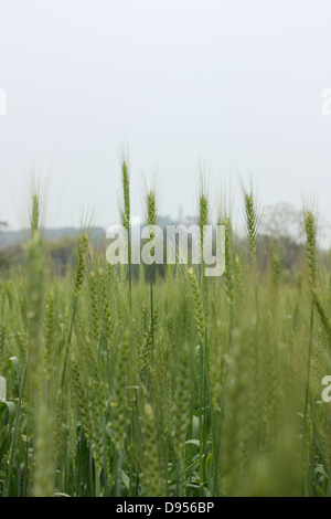 Un campo di grano con torre Maoshan in background. Kinmen National Park, Kinmen County, Taiwan Foto Stock