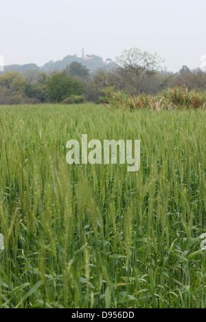 Un campo di grano con torre Maoshan in background. Kinmen National Park, Kinmen County, Taiwan Foto Stock