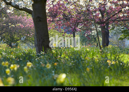 Estate nel Parco Foto Stock