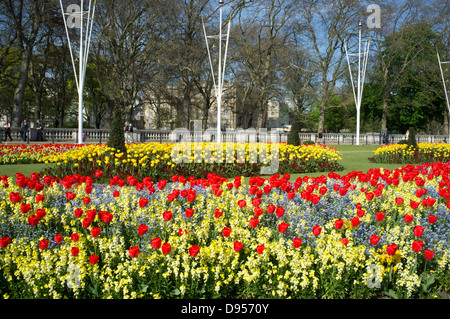 Vivacemente colorate di rosso tulipani vicino a Buckingham Palace, London, Regno Unito Foto Stock