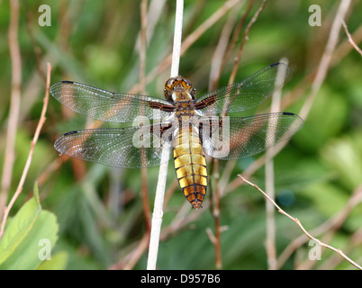 Macro dettagliate shot femminile di ampia corposo Chaser (Libellula depressa) Foto Stock