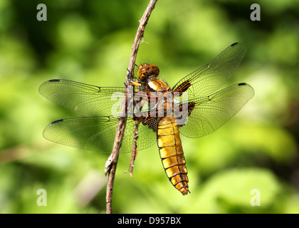 Macro dettagliate shot femminile di ampia corposo Chaser (Libellula depressa) Foto Stock