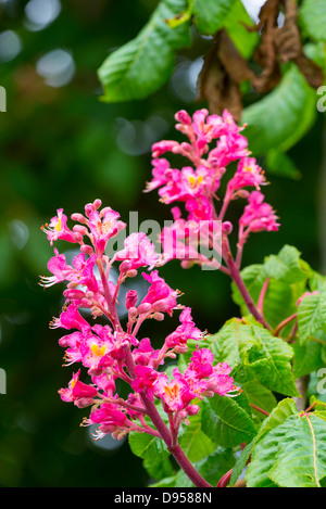 Rosso di ippocastano, Aesculus x carnea, mostrando il fiore rosso punte Foto Stock