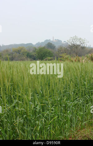 Un campo di grano con torre Maoshan in background. Kinmen National Park, Kinmen County, Taiwan Foto Stock