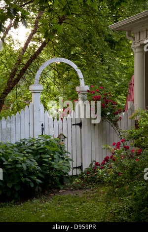 Un vecchio stile garden gate arrampicata con tea rose. Foto Stock