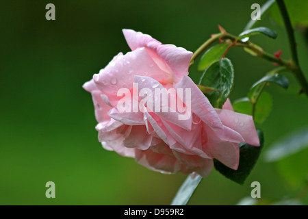Le rose, Close-up di un pallido rosa rosa dopo la pioggia, coperto di gocce di pioggia Foto Stock