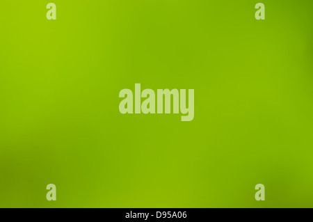 Green sfondo sfocato. Defocalizzata foglie verdi. Foto Stock