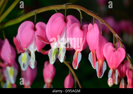 Fiore rosa. Lamprocapnos spectabilis (ex Dicentra spectabilis) - Cuore di spurgo nella primavera del giardino. Foto Stock