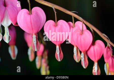 Fiore rosa. Lamprocapnos spectabilis (ex Dicentra spectabilis) - Cuore di spurgo nella primavera del giardino. Foto Stock