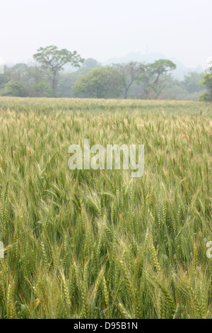 Un campo di grano con torre Maoshan in background. Kinmen National Park, Kinmen County, Taiwan Foto Stock