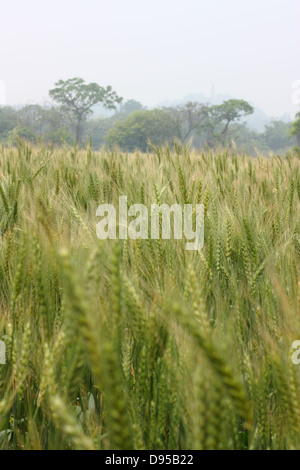 Un campo di grano con torre Maoshan in background. Kinmen National Park, Kinmen County, Taiwan Foto Stock