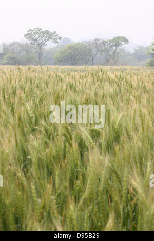 Un campo di grano con torre Maoshan in background. Kinmen National Park, Kinmen County, Taiwan Foto Stock