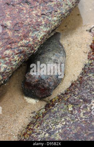 Vecchio mortaio inesplose. Kinmen County, Taiwan Foto Stock