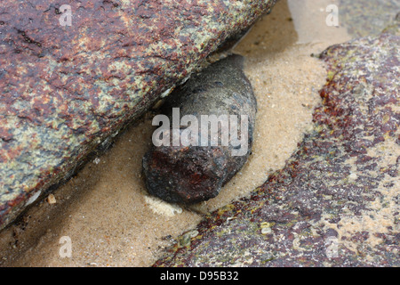 Vecchio mortaio inesplose. Kinmen County, Taiwan Foto Stock