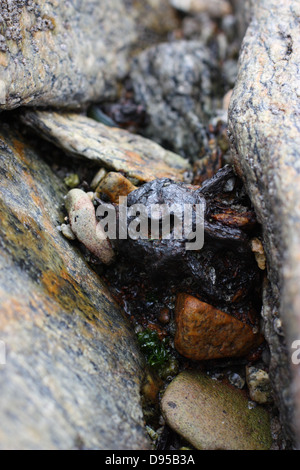 Vecchio mortaio inesplose. Kinmen County, Taiwan Foto Stock