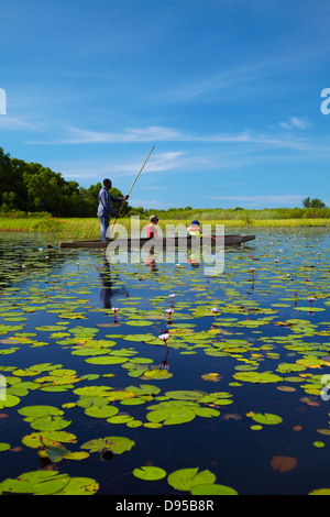 I turisti essendo polarizzato anche se ninfee in mokoro (piroga), Okavango Delta, Botswana, Africa Foto Stock