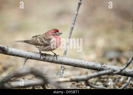 Casa maschio Finch appollaiato sul ramo Foto Stock