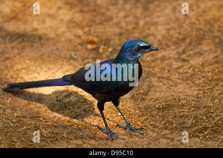 Meves's Starling o del Meves Long-Tailed Glossy starling (Lamprotornis mevesii), Okavango Delta, Botswana, Africa Foto Stock