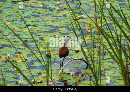 Jacana africana o Lily Trotter camminando sulle ninfee (Actophilornis africanus), Okavango Delta, Botswana, Africa Foto Stock