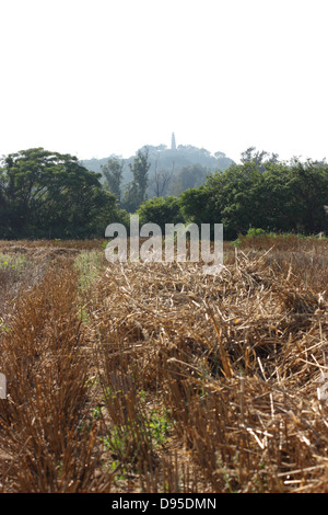 Un raccolto frumento campo con torre Maoshan in background, Kinmen National Park, Kinmen County, Taiwan Foto Stock