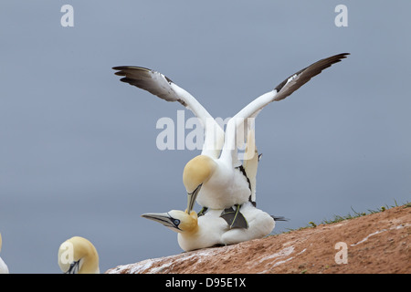 Northern Gannet, Gannett, Sula bassana, Morus bassanus, Basstölpel, Baßtölpel, Basstoelpel Foto Stock