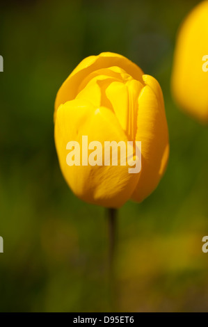 Fiore a Amlwch Anglesey North Wales UK Tulip Foto Stock