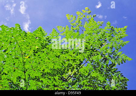 Moringa Oleifera Moringaceae Foto Stock