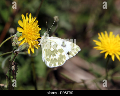 Dettagliato close-up imago macro di una vasca da bagno farfalla bianca (Pontia daplidice) in posa su di un fiore giallo Foto Stock