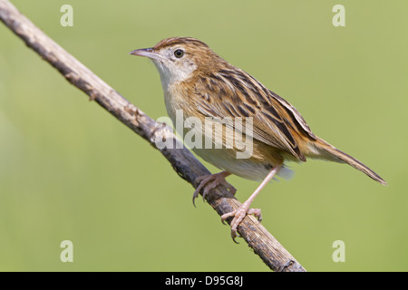 Cistensänger, Fan-tailed trillo, Zitting Cisticola, Cisticola juncidis Foto Stock