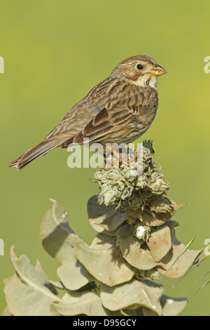 Corn Bunting, Miliaria calandra, Emberiza calandra, Grauammer Foto Stock