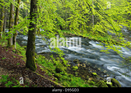 Il fogliame di primavera lungo il fiume Orbe, Vallorbe, Monti del Giura, il Cantone di Vaud, Svizzera Foto Stock