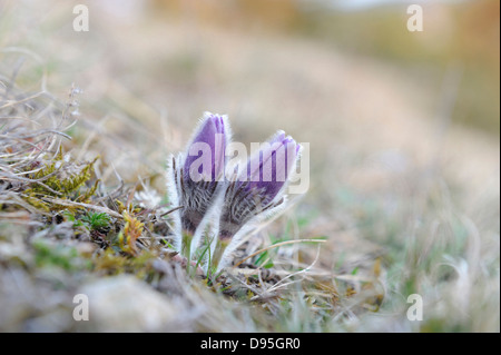Fioriture di un Pulsatilla (Pulsatilla vulgaris) nella prateria a inizio primavera di Baviera, Germania Foto Stock