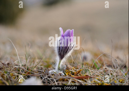 Fiore di un Pulsatilla (Pulsatilla vulgaris) nella prateria a inizio primavera di Baviera, Germania Foto Stock