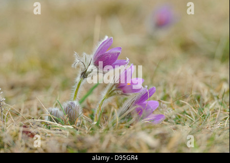 Fioriture di un Pulsatilla (Pulsatilla vulgaris) nella prateria a inizio primavera di Baviera, Germania Foto Stock