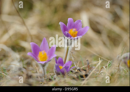 Fioriture di un Pulsatilla (Pulsatilla vulgaris) nella prateria in primavera la Baviera, Germania Foto Stock