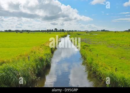 Pascolo con canale per acqua in estate, giardino, Schleswig-Holstein, Germania Foto Stock